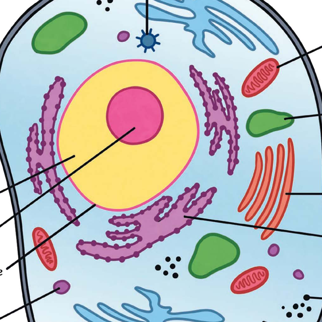 Free Animal Cell Coloring and Labeling Worksheet for Grades 5-7